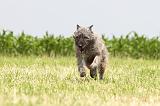 BOUVIER DES ARDENNES 048